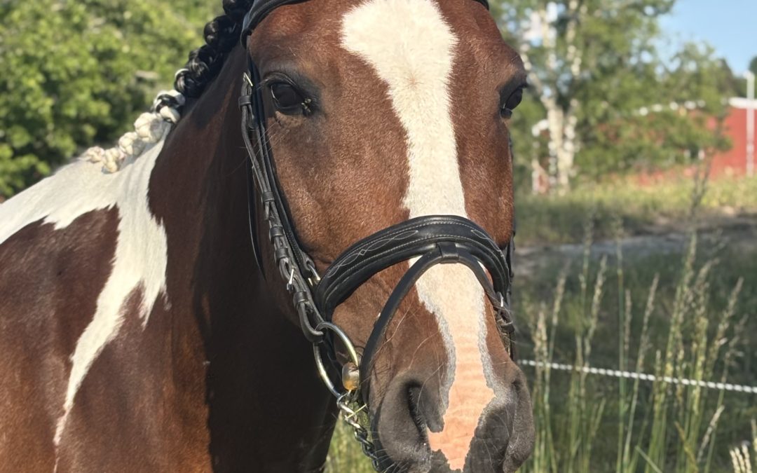 Ponnyvarv med US